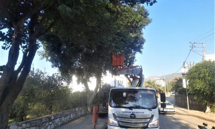 Bodrum Belediyesi Ağaç Budama Çalışmaları