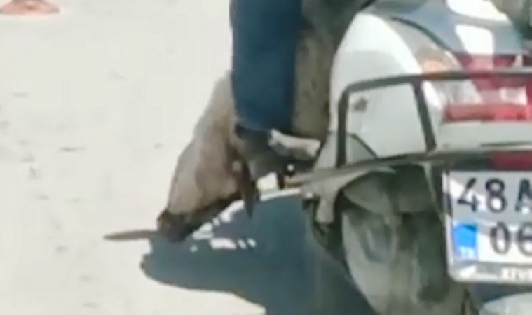 Scooter İle Taşınan Koyun Tepkiye Yol Açtı