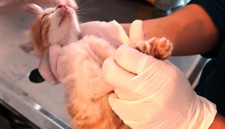 Çöp Konteynerine Bırakılan Kedi Kurtarıldı