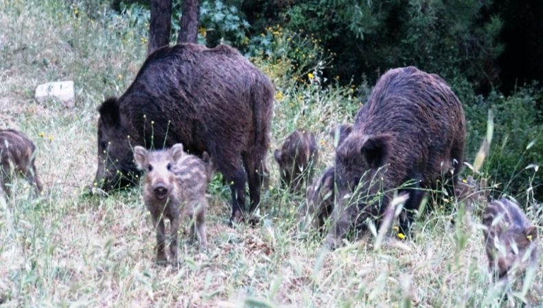 Yaban Domuzları İçin Beslenme Noktaları Oluşturuldu…