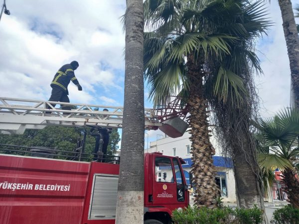 Ağaçta Mahsur Kalan Kedi Kurtarıldı.