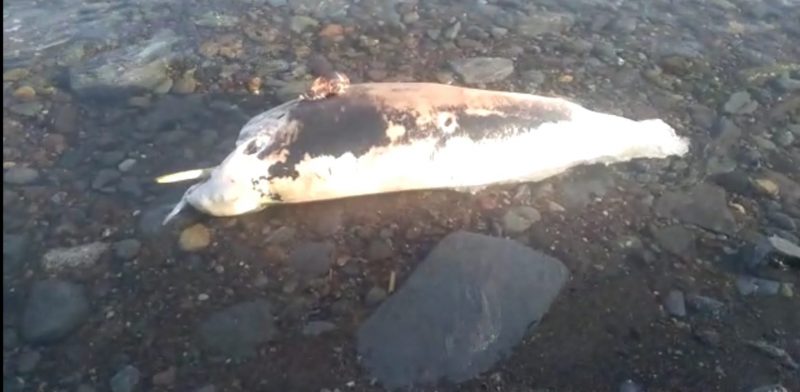 Bodrum’da Yine Şüpheli Yunus Ölümü.