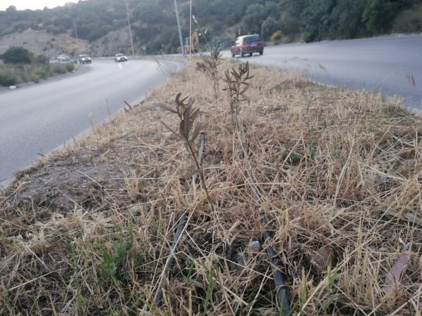 Ortakent- Turgutreis Refüjünde Çiçekler Kuruyor