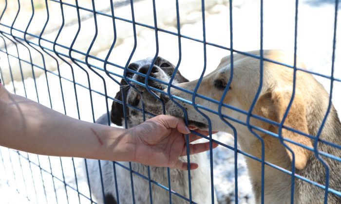 Bodrum Belediyesi’nden Sahiplenme Çağrısı