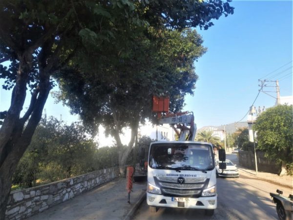 Bodrum Belediyesi Ağaç Budama Çalışmaları