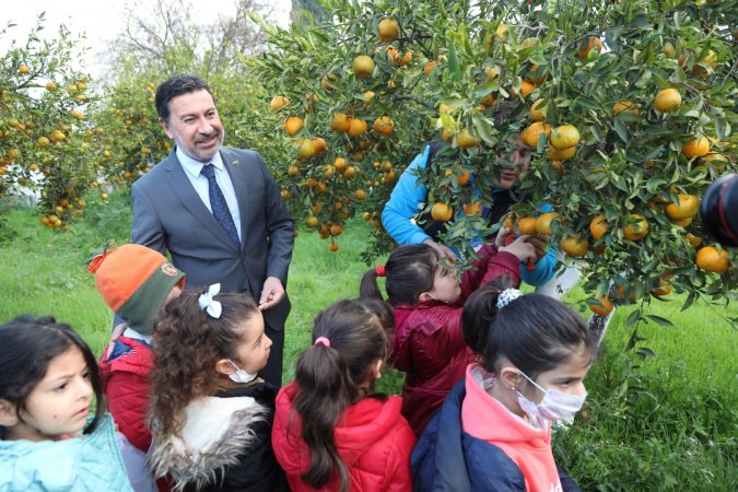 Başkan Aras Öğrencilerle Mandalina Hasadı Yaptı