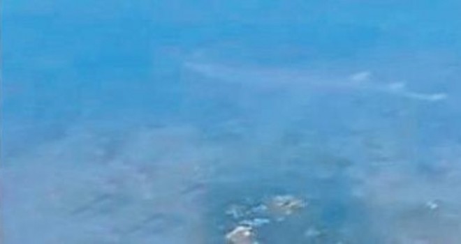 Bodrum’un Torba sahilinde görüldüğü iddia edilen köpek balığının videosu, sosyal medyada viral oldu.