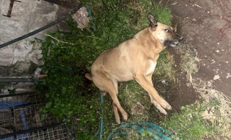 Kandil Gecesi Kedi ve Köpekler Zehirlendi.